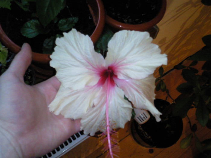 rowena wedding - hibiscus