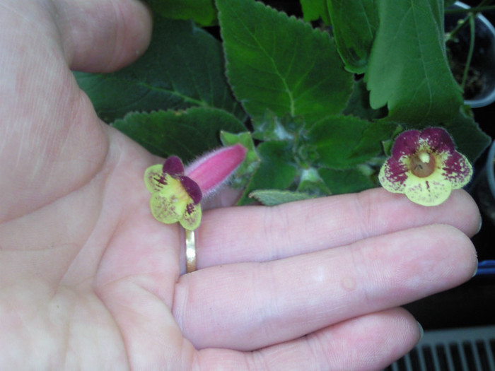 k.anns naginng macaw - kohleria