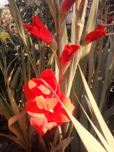 Photo1360 - gladiole