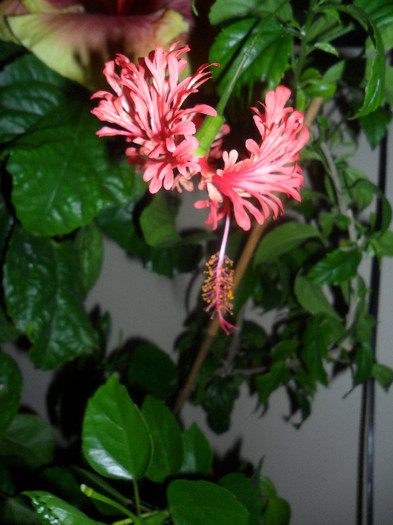 Hibiscus Schizopetalus - Hibiscus 2012-1