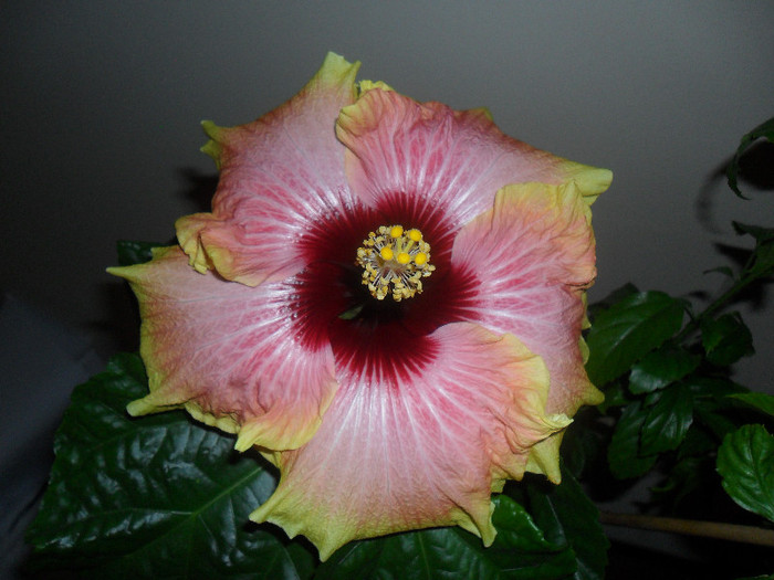 Hibiscus Tahitian Quinn