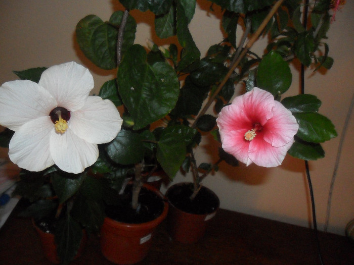 Hibiscus Cairo White   Yoder Camelia