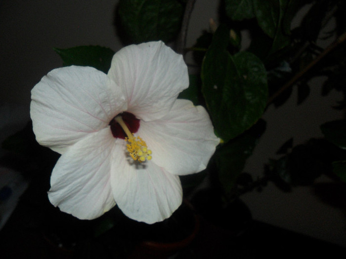 Hibiscus Cairo White