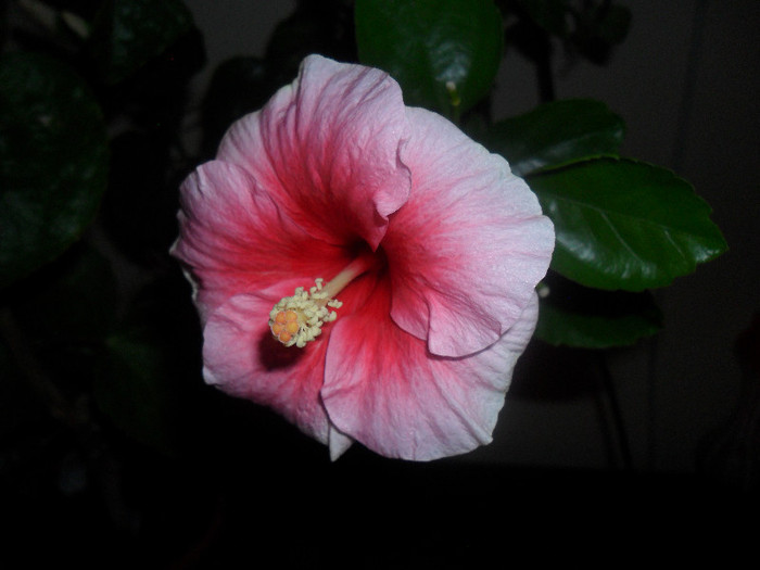 Hibiscus Yoder Camelia