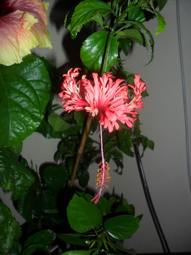 Hibiscus Schizopetalus