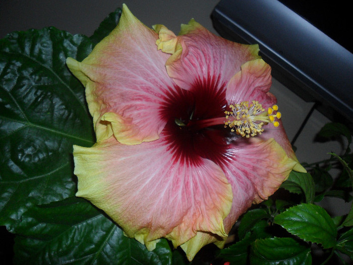 Hibiscus Tahitian Quinn