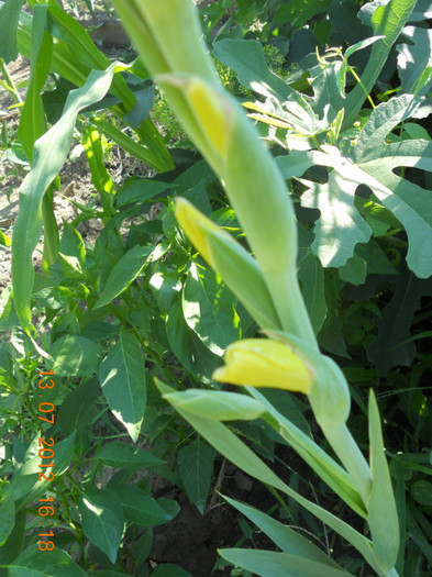 DSCN1643 - Gladiole 2012