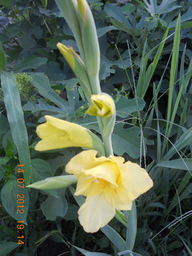 DSCN1656 - Gladiole 2012