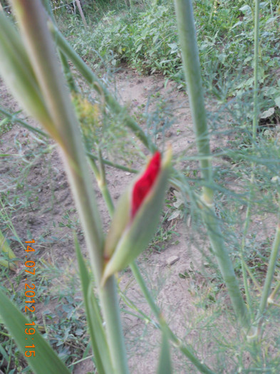 DSCN1659 - Gladiole 2012