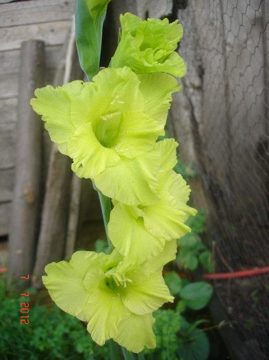 DSC05025 - Gladiole