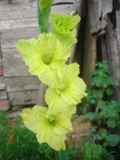 DSC05030 - Gladiole