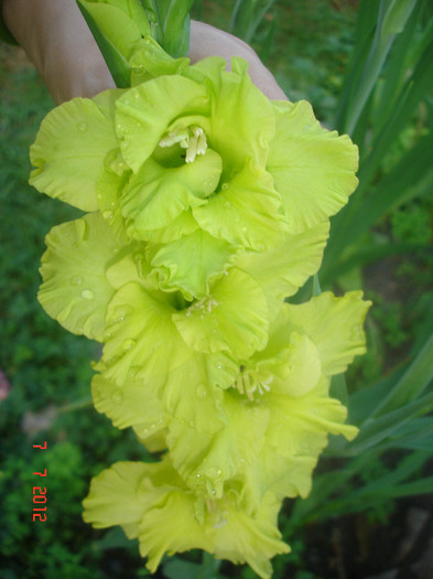 DSC05031 - Gladiole