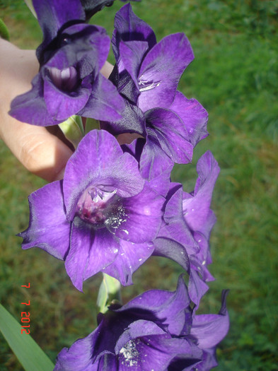 DSC05032 - Gladiole