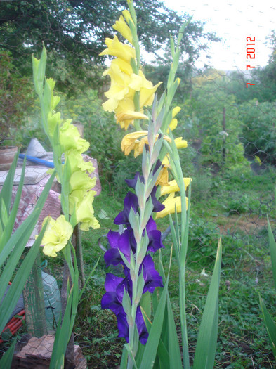 DSC05034 - Gladiole