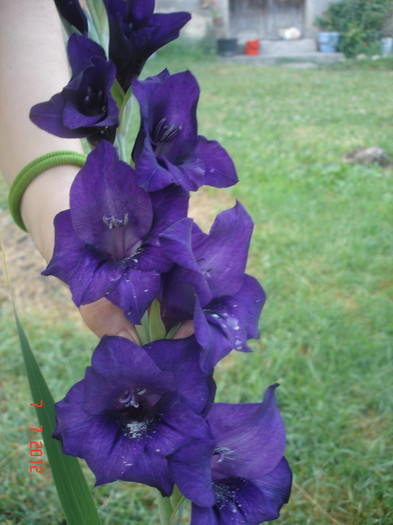 DSC05036 - Gladiole