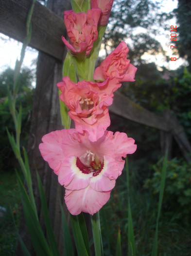 DSC05095 - Gladiole