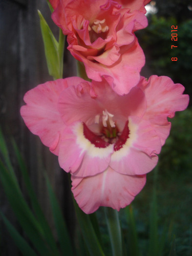 DSC05096 - Gladiole