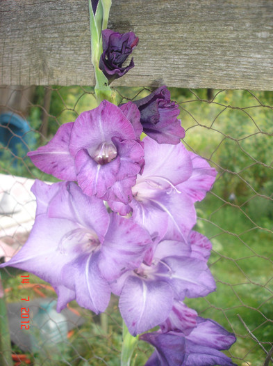 DSC05159 - Gladiole