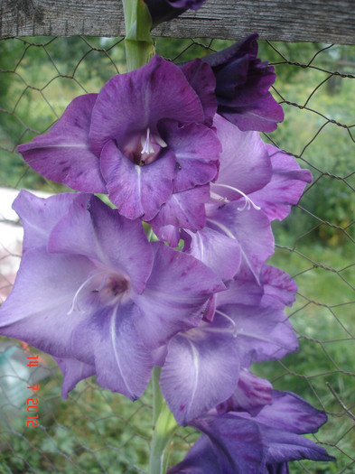 DSC05160 - Gladiole