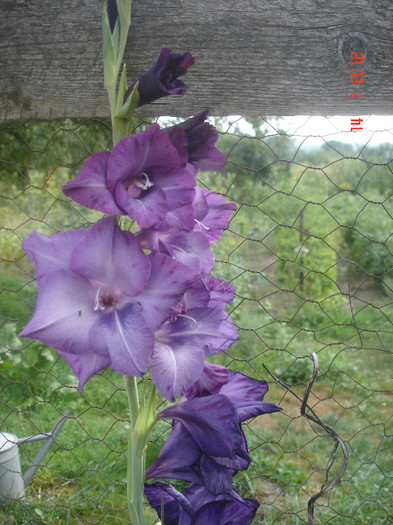 DSC05162 - Gladiole