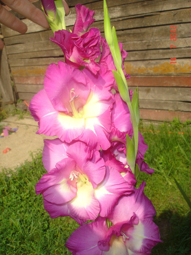 DSC05176 - Gladiole