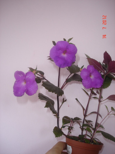 Pulcherrima - Achimenes