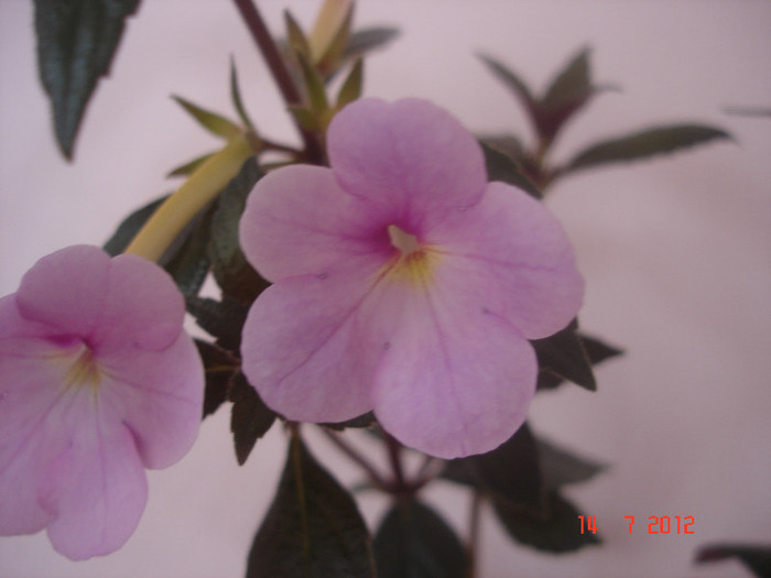 Peach Blossom - Achimenes