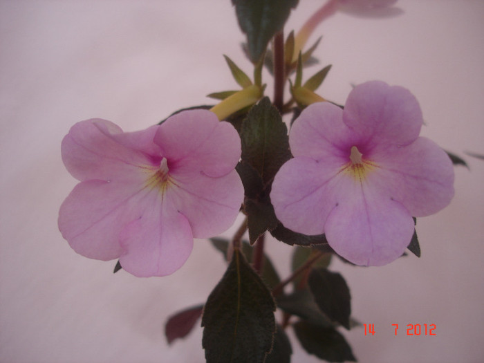 Peach Blossom - Achimenes