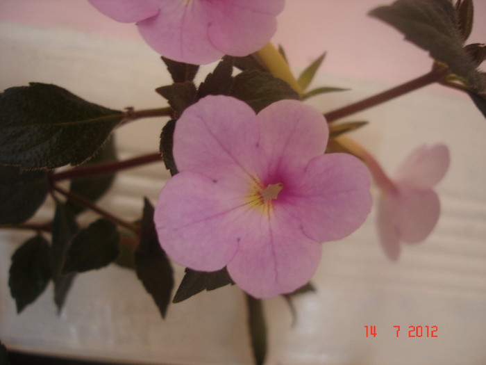 Peach Blossom - Achimenes