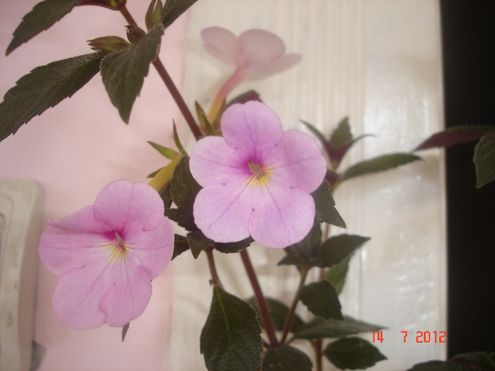 Peach Blossom - Achimenes