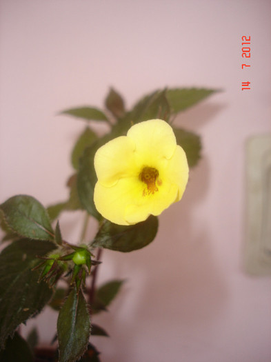 Yellow Beauty - Achimenes