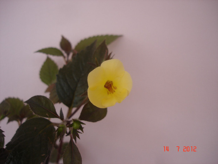 Yellow Beauty - Achimenes