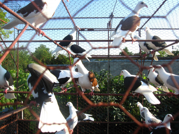 IMG_5940 - Porumbei listi la gramada