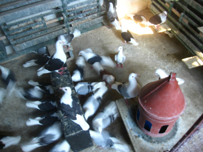 adapatoare pe suport - Porumbei listi la gramada