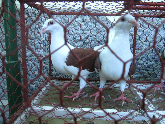 F - Porumbei listi la gramada