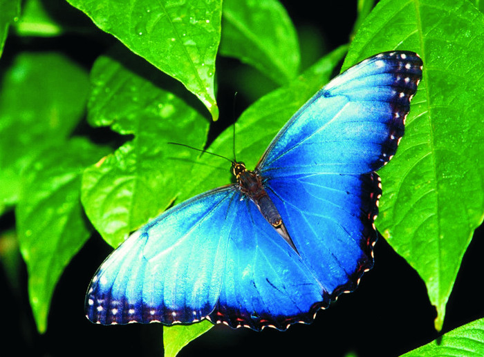 wallpaper_fluture-albastru-pe-frunza - Poze animale