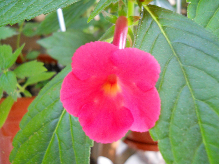 orange delight - ACHIMENES 2012