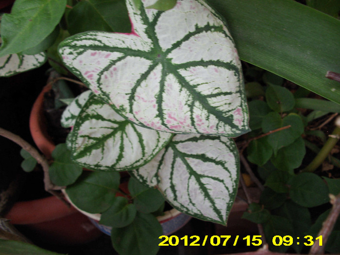 caladium