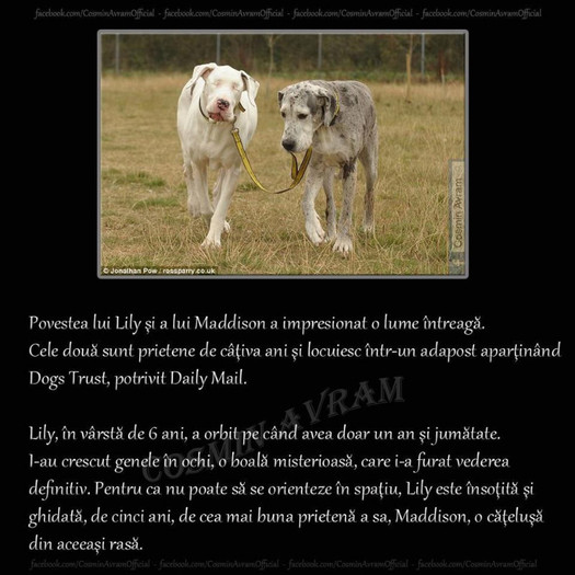 povestea lui lily si a lui maddison