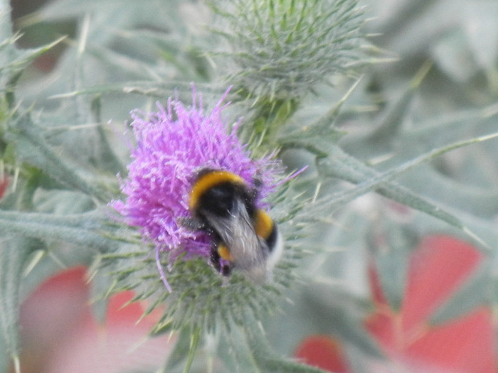 Bumblebee on Cirsium (2012, July 14) - BEES and BUMBLEBEES