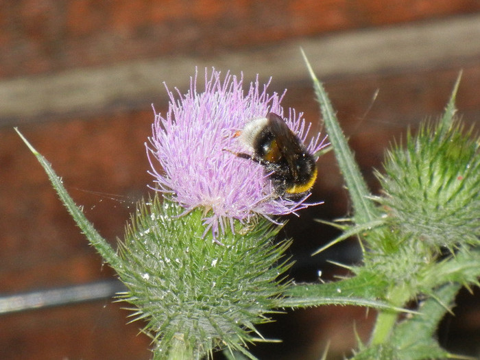 Bumblebee on Cirsium (2012, July 14)