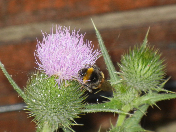 Bumblebee on Cirsium (2012, July 14) - BEES and BUMBLEBEES