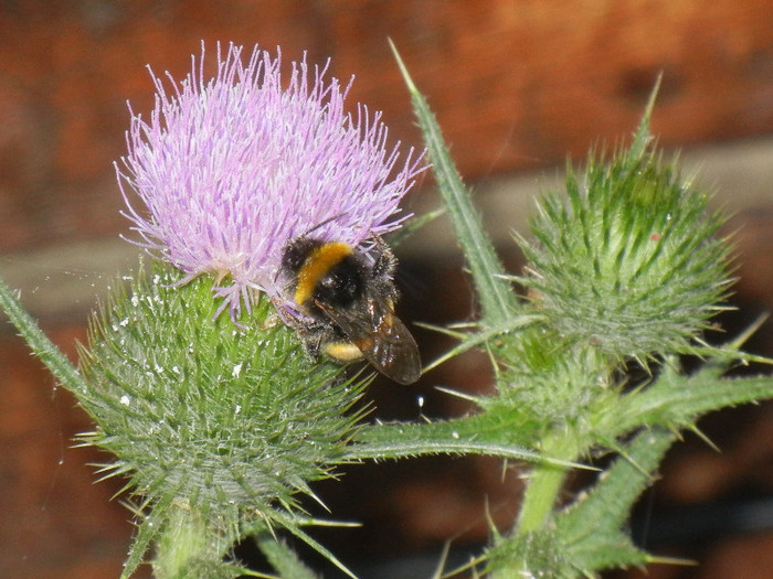 Bumblebee on Cirsium (2012, July 14) - BEES and BUMBLEBEES