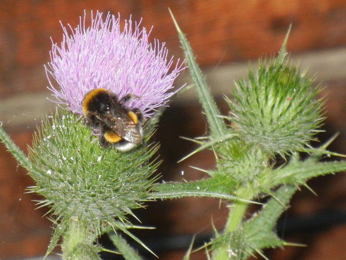 Bumblebee on Cirsium (2012, July 14)