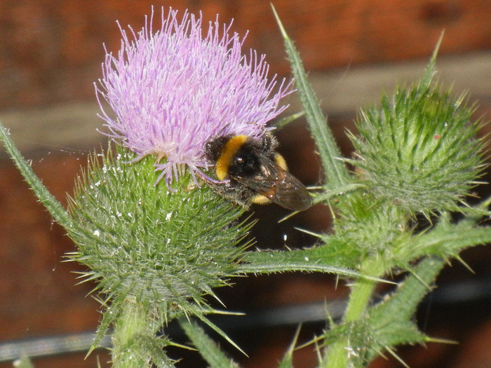 Bumblebee on Cirsium (2012, July 14)