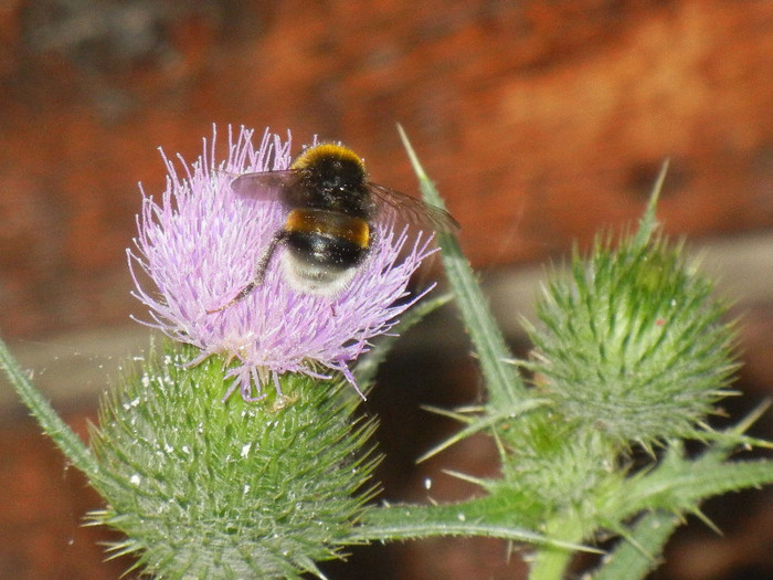 Bumblebee on Cirsium (2012, July 14) - BEES and BUMBLEBEES