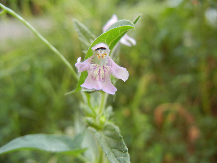 Stachys tenuifolia (2012, July 14) - Stachys tenuifolia