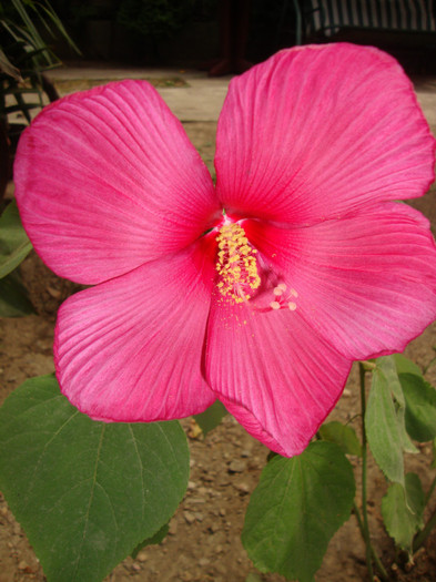 hibiscus moscheutos - in gradina