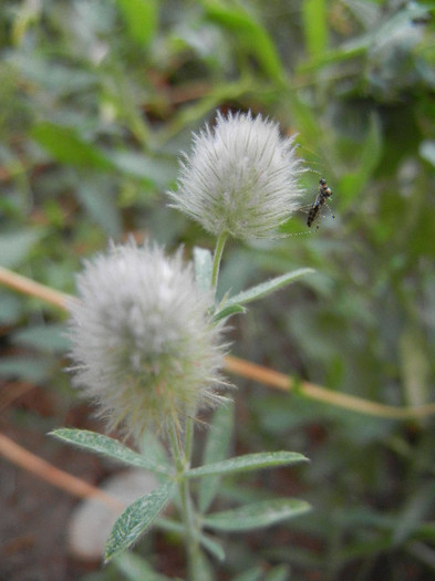 Trifolium arvense (2012, July 14)