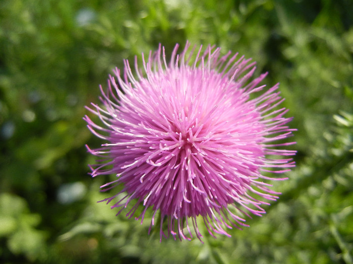 Cirsium spp._Thistle (2012, June 29) - Cirsium spp_Thistle